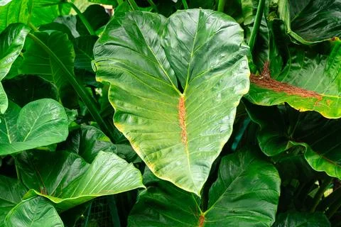 Giant Taro. Foto stock