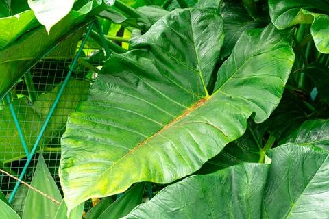 Giant Taro. Stock Photos