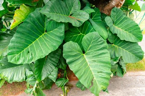 Giant Taro. Stock Photos