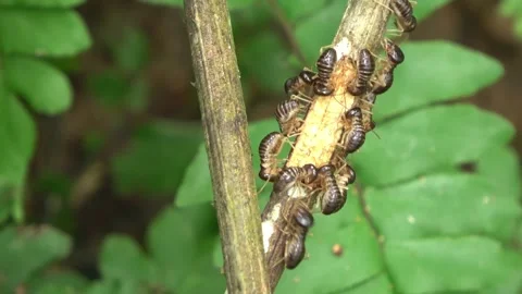 Giant termite, Malaysia Stock Footage 303778722