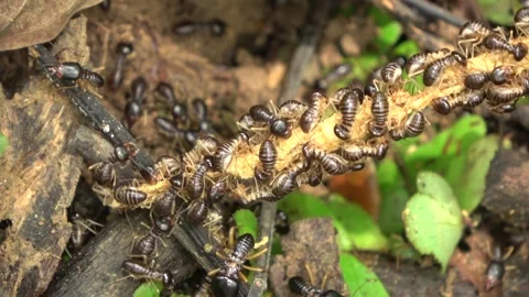 Giant termite, Malaysia Stock Footage 303778780