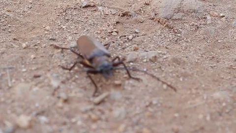 Giant titan beetle 库存影片 70965150