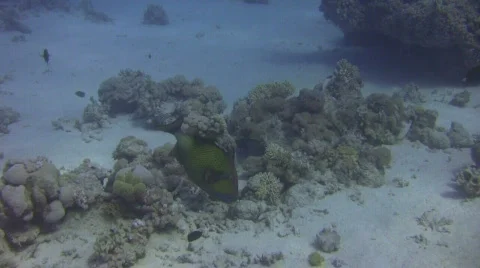 Giant TITAN Trigger fish Buzzes DIVER (Balistoides viridescens) Stock Footage 186167