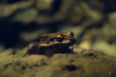 Giant toad motionless on a stone Stock Photos