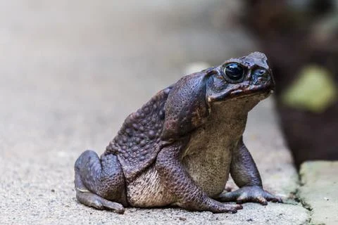 Giant toad Stock Photos
