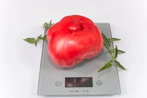 Giant tomato Stock Photos