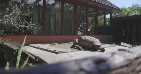 Giant Tortise habitat over railing movem... | Stock Video | Pond5