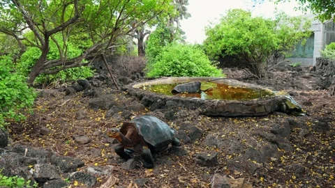 Giant tortoise approaching the foreground beside a basin. A tortoise faces the Stock Footage 346258997