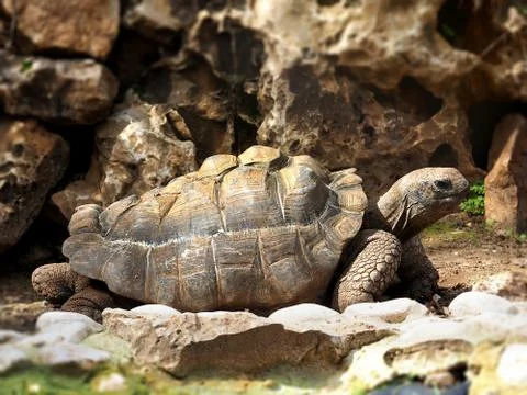 Giant tortoise basking in the sun Stockfoto's