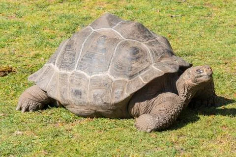 Giant tortoise basking in the sun, Tortoise Aldabra giant Stock Photos