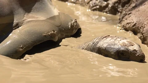 Giant tortoise bathing and moving through thick mud during day in tropical .. Vídeos de archivo 333320728