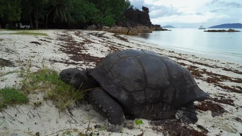 Giant tortoise on a beach 動画素材 129407118