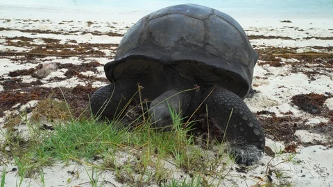 Giant tortoise on a beach Stock Footage 129407354