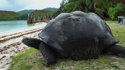 Giant tortoise on a beach 動画素材 129407358