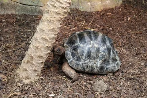 Giant Tortoise With Black Patterned Shell in the Ground Relaxing Foto stock