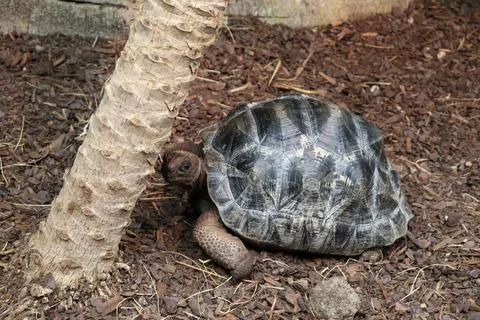 Giant Tortoise With Black Patterned Shell in the Ground Relaxing Stock Photos