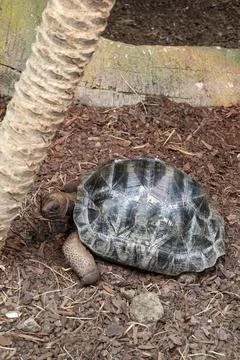 Giant Tortoise With Black Patterned Shell in the Ground Relaxing Stock Photos