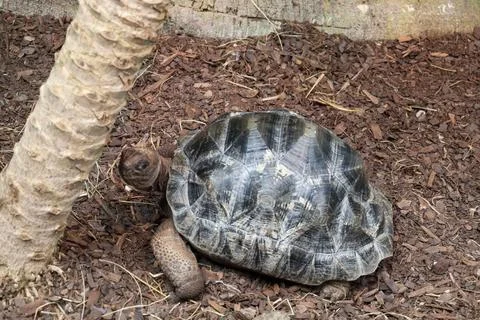 Giant Tortoise With Black Patterned Shell in the Ground Relaxing Stock Photos