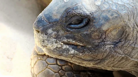 Giant tortoise close up Video stock 33492563