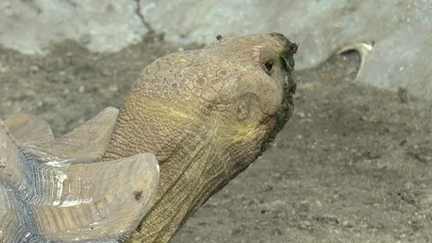 Giant Tortoise Close up of Head Stock Footage 85586063