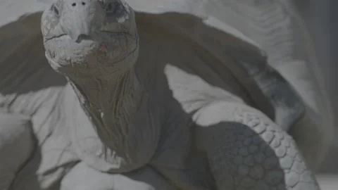 Giant tortoise close-up on pale sandy ground Stock Footage 344092971