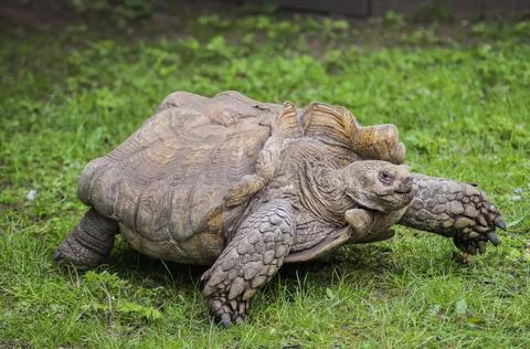 Giant Tortoise Close Up Stock Photos