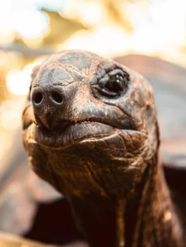 Giant tortoise close up Stock Photos
