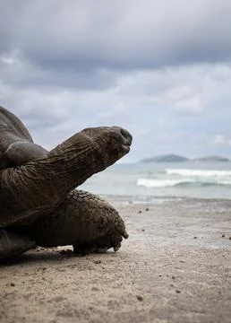 Giant tortoise close up Stock Photos