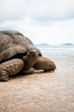 Giant tortoise close up Stock Photos
