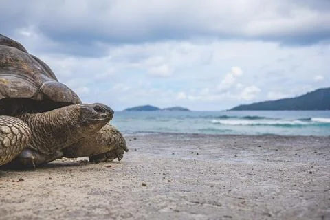 Giant tortoise close up Stock Photos