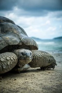 Giant tortoise close up Stock Photos