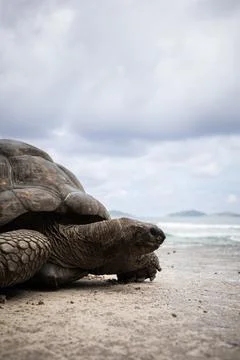 Giant tortoise close up Stock Photos