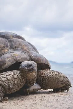 Giant tortoise close up Stock Photos