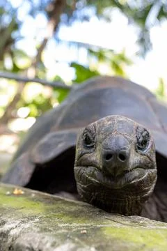 Giant tortoise close up Stock Photos