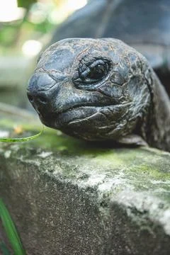 Giant tortoise close up Stock Photos