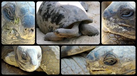 Giant tortoise, collage 스톡 동영상 33712998