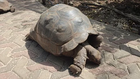 Giant Tortoise Crawling Over Paved Path in Sunlight, Prison Island, Tanzania 8K Stock Footage 313906108