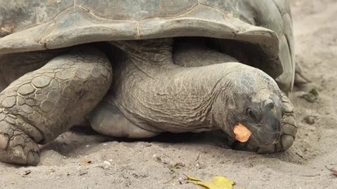 Giant Tortoise Emerging While Chewing leaf Video stock 341012048