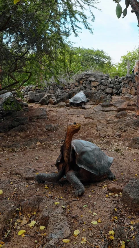 Giant tortoise extending its neck in a rocky enclosure. A tortoise lifts its Stock Footage 346258942