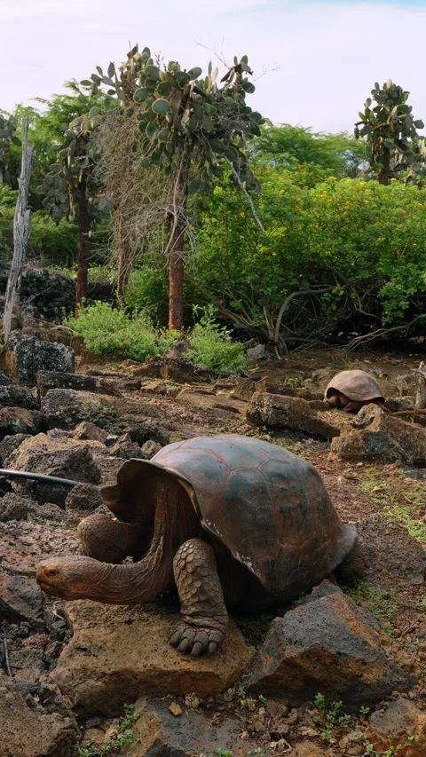 Giant tortoise extending its neck beside a rock. A tortoise turns its head to Stock Footage 346259037