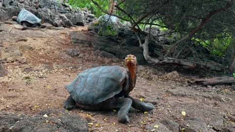 Giant tortoise facing the camera with its neck raised. A tortoise holds its head Stock Footage 346258940