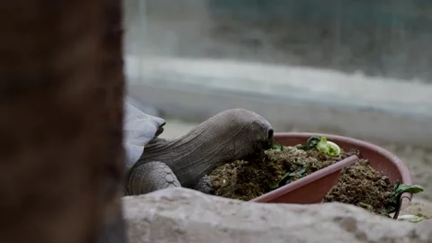 Giant Tortoise Feed Closeup View of Reptile Eat Food in Zoo Bowl Enclosure Stock Footage 338372148