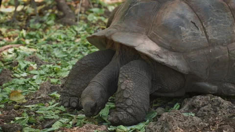 Giant Tortoise Feeding on Leafy Ground Cover in African Habitat Stock Footage 335940153