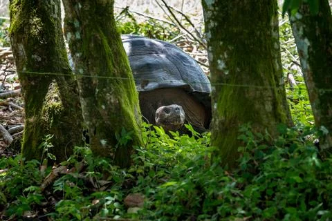 Giant tortoise feeding on plants and roaming the vegetation of Rancho Primi.. Stock Photos
