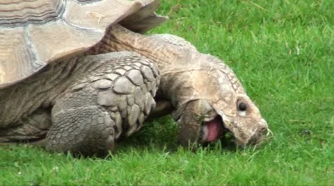 GIANT TORTOISE Stock Footage 10809206