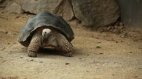 Giant Tortoise Video stock 20742582