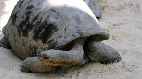 Giant tortoise 스톡 동영상 33547945