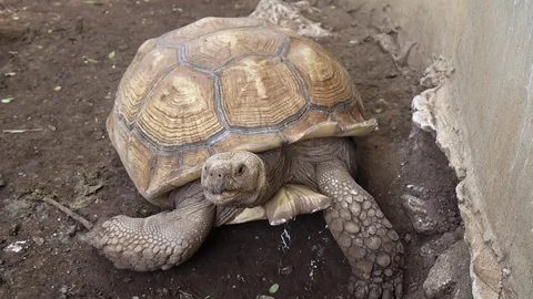 Giant tortoise. Stock Footage 75711558