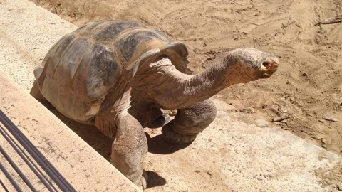 Giant Tortoise Stock Footage 75823180