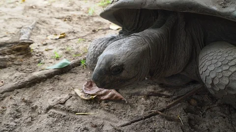 Giant tortoise Stock Footage 129404620